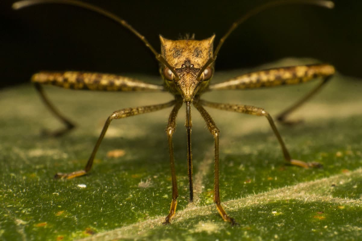 Ambush mosquito trap, review, geek insider, meredith loughran, merej99