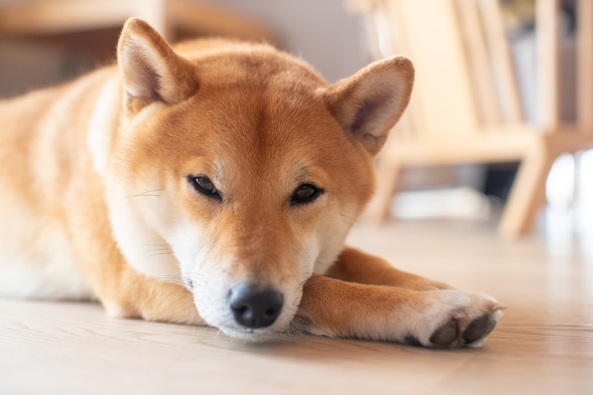 Geek insider why would elon musk blatantly support dogecoin? 1 Geek insider, geekinsider, geekinsider. Com,, why would elon musk blatantly support dogecoin? , crypto currency
