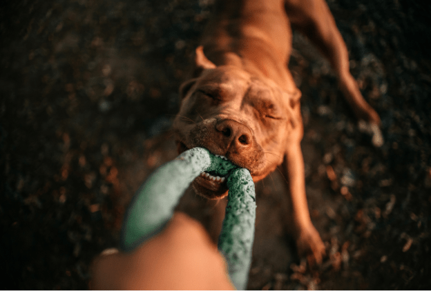 Geek insider, geekinsider, geekinsider. Com,, bullymake’s expert guide on how to break toy aggression in dogs, gaming
